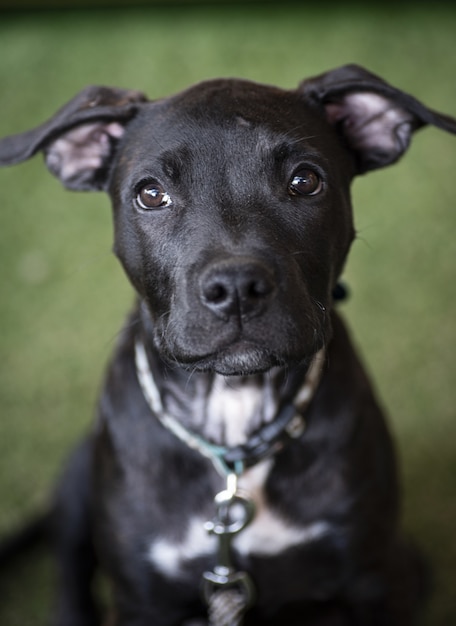 Selective focus shot of a black puppy staring