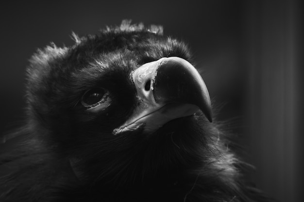 Selective focus shot of a black vulture