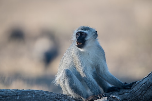 Selective focus shot of a blackfaced monkey sitting on the branch