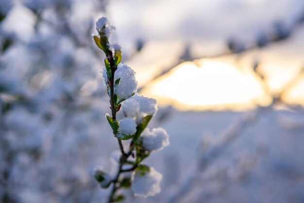 Selective focus shot of a bloomed spring tree branch covered winter snow