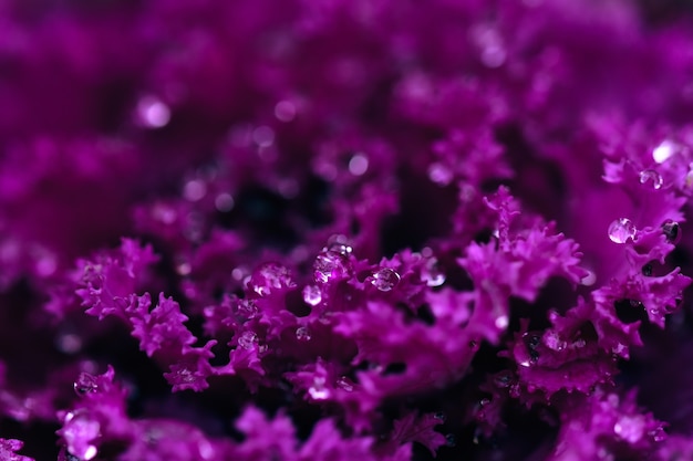 Selective focus shot of blooming Alyssum