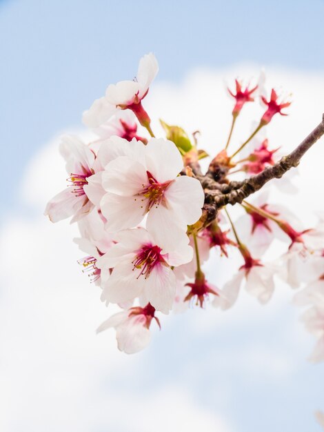 Селективный фокус кадра цветущей сакуры в саду