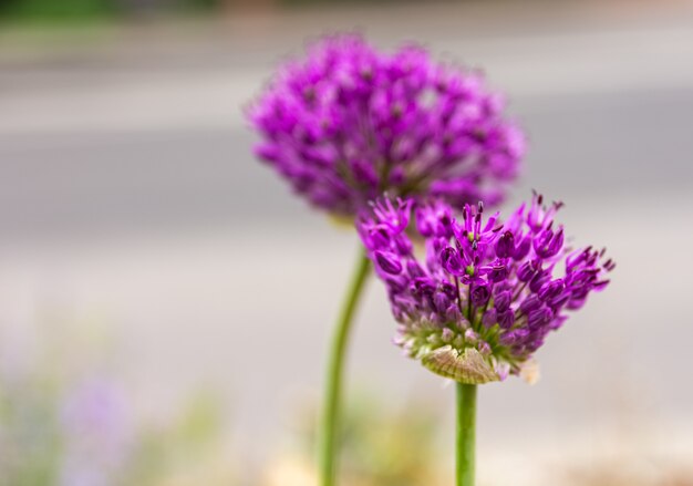 Selective focus shot of blooming red clovers