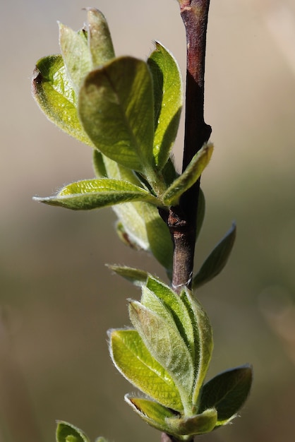 Free photo selective focus shot of a blooming tree sprout