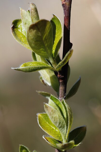 Selective focus shot of a blooming tree sprout