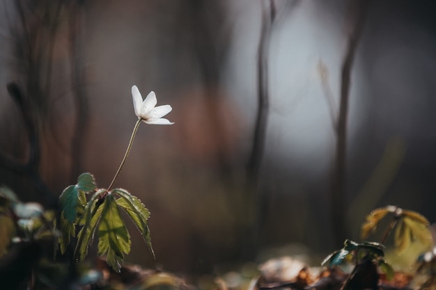 Foto gratuita colpo di messa a fuoco selettiva di un fiore bianco in fiore con vegetazione in lontananza