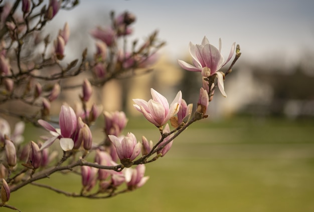 Selective focus shot of blossomed tree branches