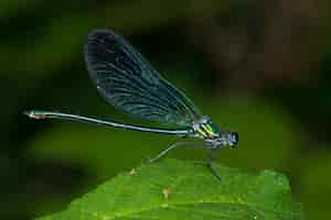 Free photo selective focus shot of a blue dragonfly on the green leaf