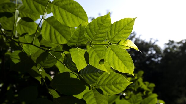 Selective focus shot of bohemian knotweed with bokeh background