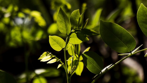 Selective focus shot of bohemian knotweed