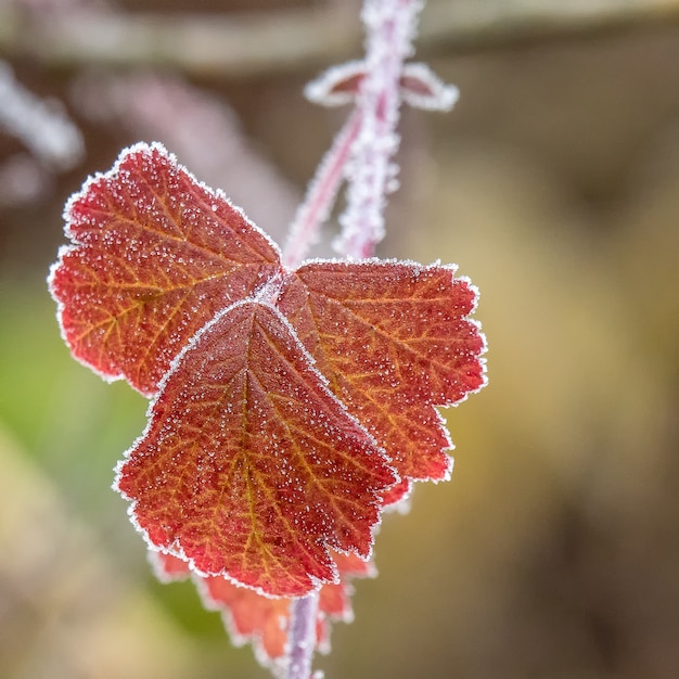 Selective focus shot of a branch with beautiful red autumn leaves