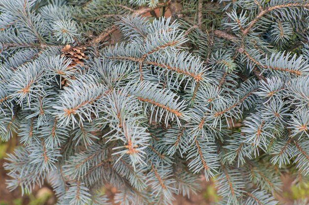 Selective focus shot of the branches of a blue spruce tree