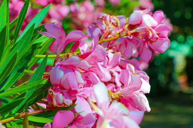 Selective focus shot of bright pink flowers with green leaves