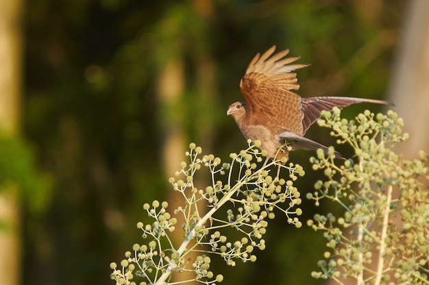 Selective focus shot of a brown bird preparing to fly from a bush branch