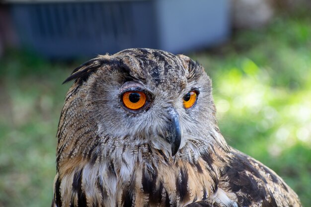 芝生のフィールドに座っている茶色と黒のフクロウの選択的なフォーカスショット