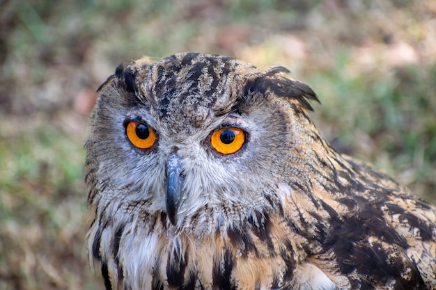 Selective focus shot of a brown and black owl sitting in a grassy field