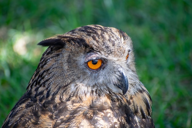 Selective focus shot of a brown and black owl sitting in a grassy field