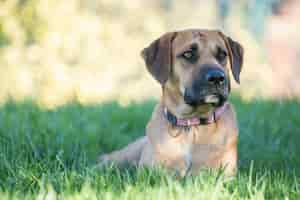 Foto gratuita messa a fuoco selettiva di boerboel marrone seduto sull'erba verde