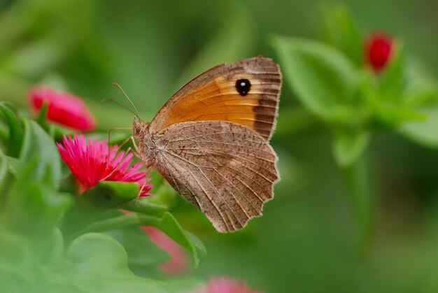 Selective focus shot of a brown butterfly on a pink flower