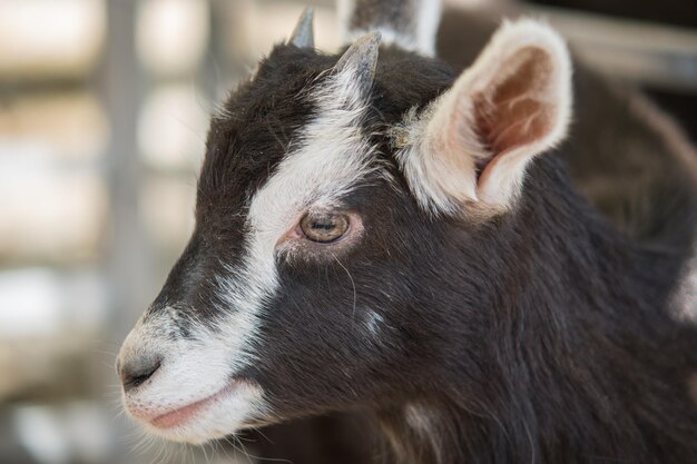 Selective focus shot of a brown goat