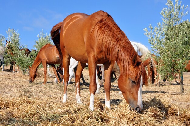 Selective focus shot of a brown horse eating grass