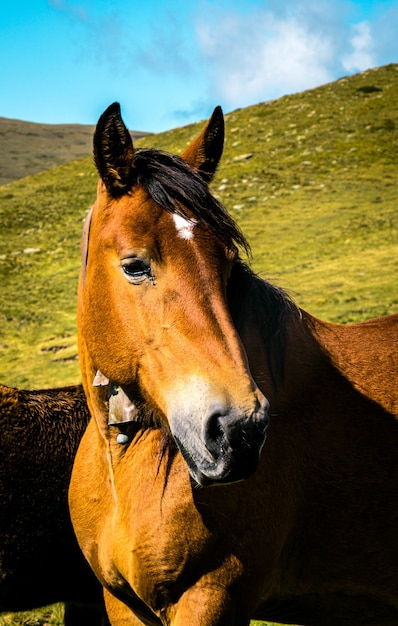 아르헨티나의 세 봉우리 언덕에서 갈색 말의 선택적 초점 샷