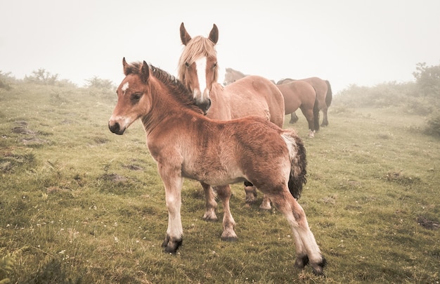 Селективный снимок коричневых лошадей, пасущихся в поле в туманную погоду