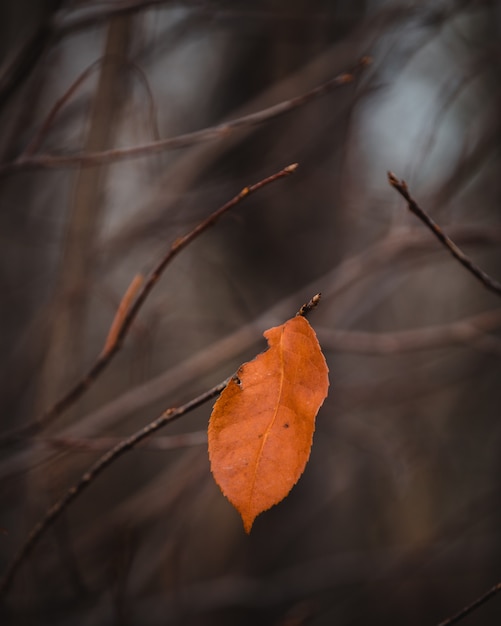 Selective focus shot of brown leaf on a branch