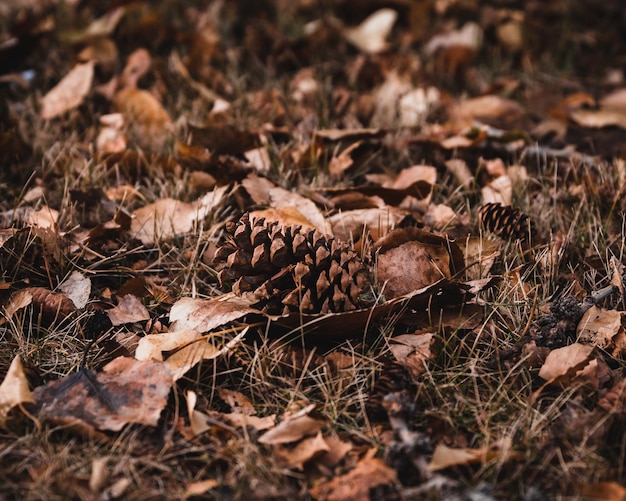 Selective focus shot of brown leaves and cones on the ground