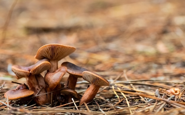 Selective focus shot of brown mushrooms in the forest