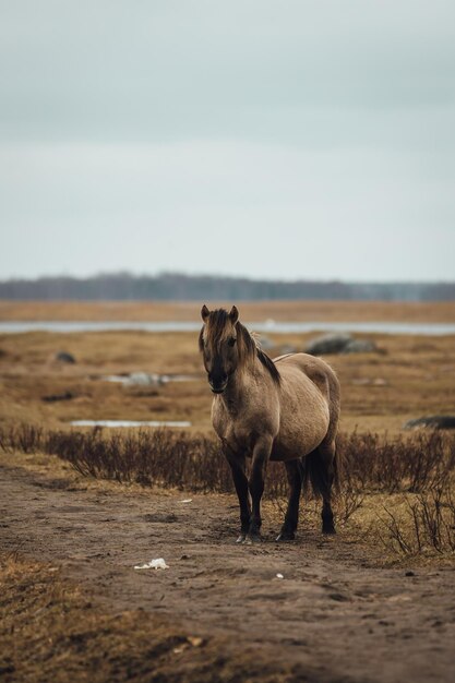 Selective focus shot of a brown pony in the field