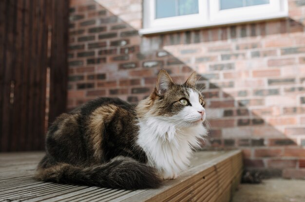 Selective focus shot of a brown and white cat sitting on ground and looking ahead