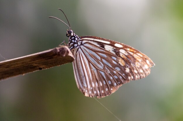 Selective focus shot of a brush-footed butterfly on a piece of wood