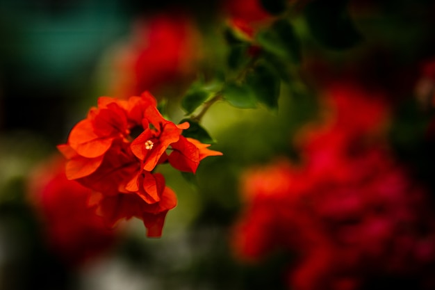 Selective focus shot of a bunch of red flowers