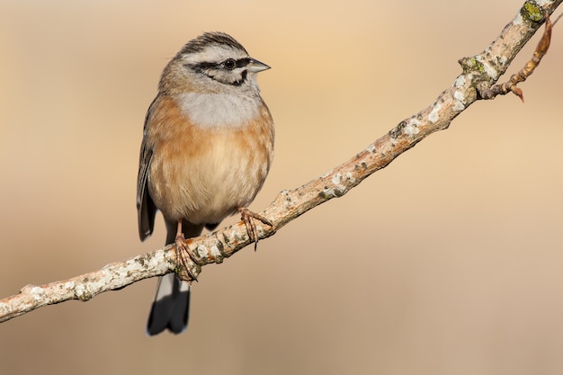 Selective focus shot of a Bunting  bird perched on a branch with a blurred background