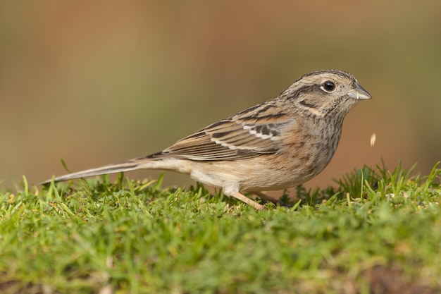 Selective focus shot of a bunting bird sitting on the grass with a blurred background