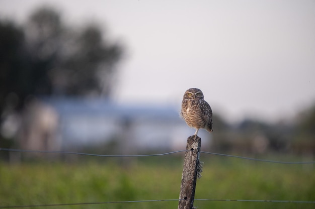 Selective focus shot of a burrowing owl standing on a wooden post