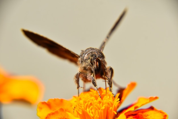 Selective focus shot of a butterfly on the beautiful yellow flower