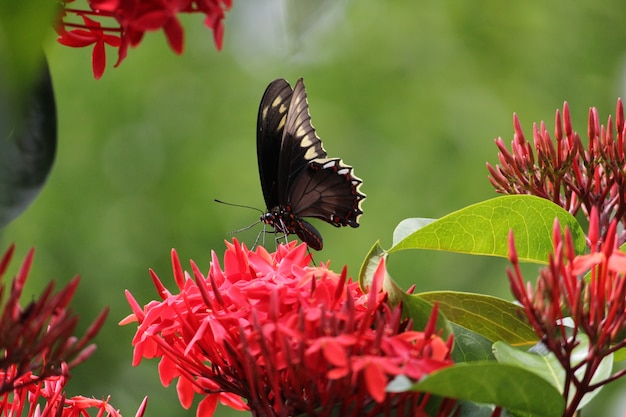 Selective focus shot of a butterfly perched on red ixora flower