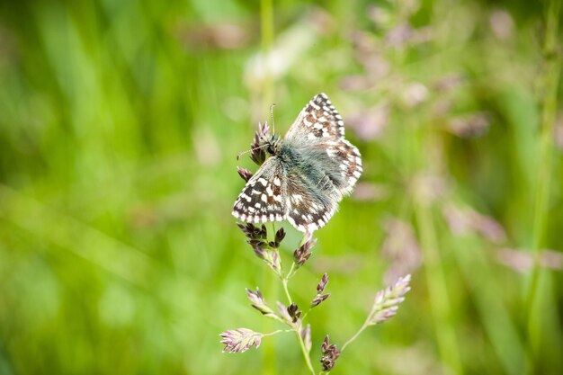 Selective focus shot of a butterfly on a plant in the garden