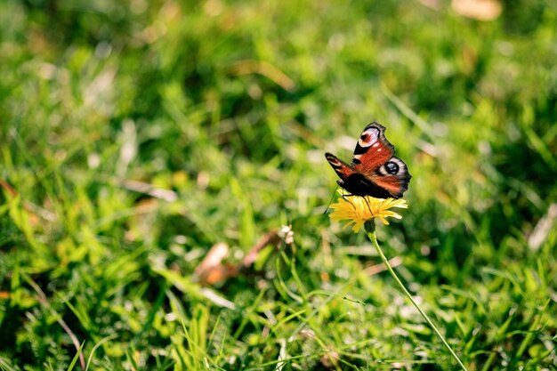 Selective focus shot of a butterfly sitting on a wildflower in the middle of the field