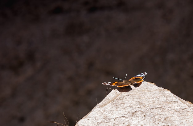 Селективный снимок бабочки с черно-оранжевыми крыльями, сидящей на камне
