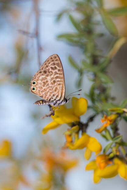 Selective focus shot of a butterfly on yellow flower