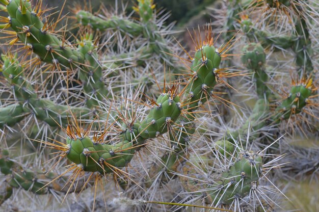 Selective focus shot of a cactus with big spikes