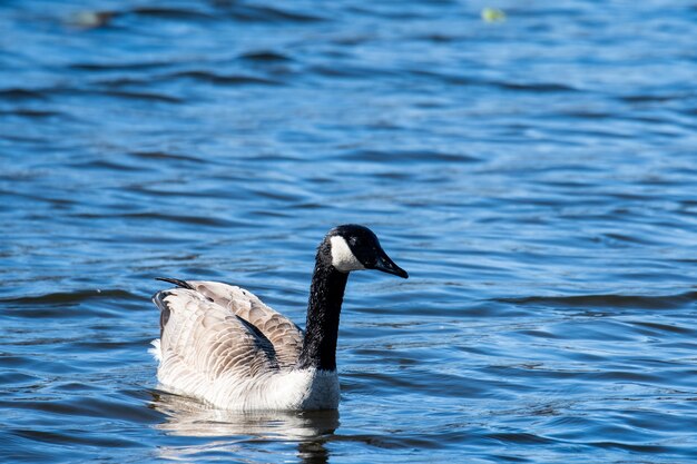 Selective focus shot of a Canada goose on a blue lake background