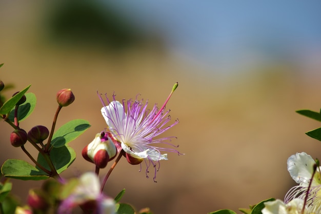 Selective focus shot of Caper plant flower