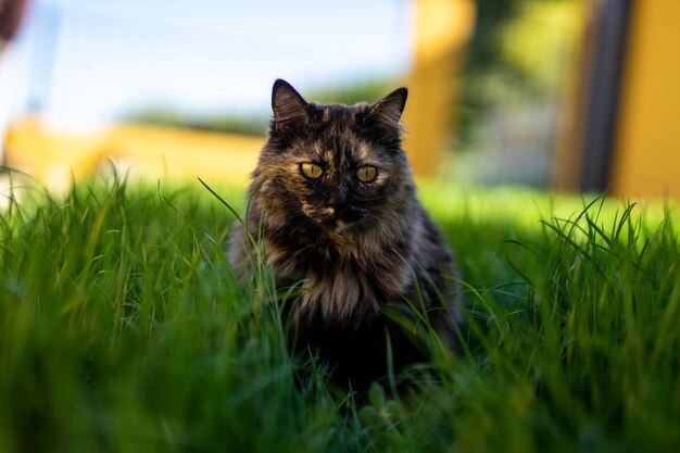 Selective focus shot of a cat looking in a straight direction and sitting on the grass