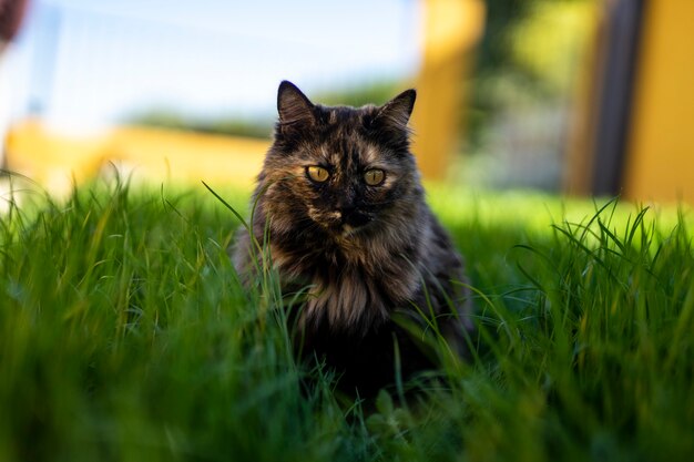 まっすぐ方向を向いて草の上に座っている猫のセレクティブフォーカスショット