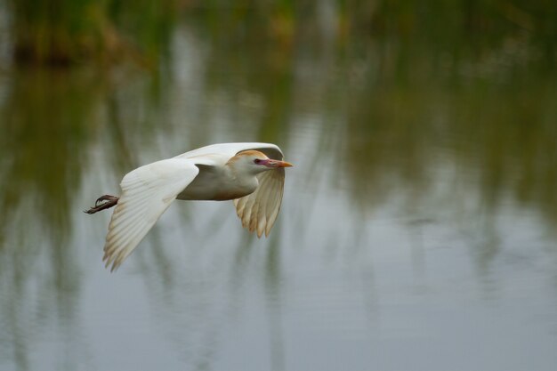 Selective focus shot of a Cattle Egret flying in the air