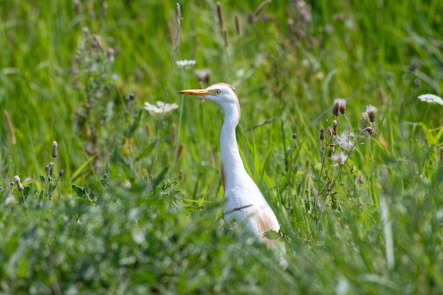 Free photo selective focus shot of cattle egret